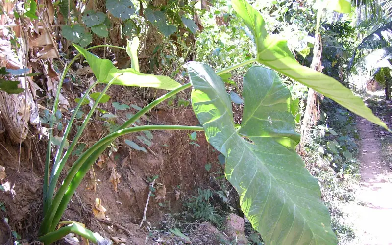 Colocasia, Dakshina Kannada, Karnataka, India