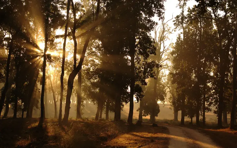 Morning-in-kanha-park