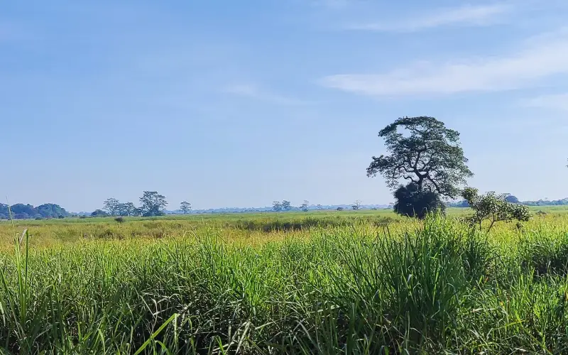 Kaziranga habitat 20231221 084943